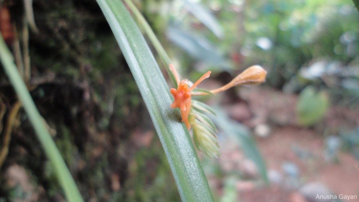 Stichorkis gibbosa (Finet) J.J.Wood